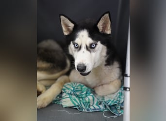 ⭐️DAENERYS⭐️, bezaubernde Huskyhündin, 1 Jahr, 54 cm, Tierschutz Rumänien