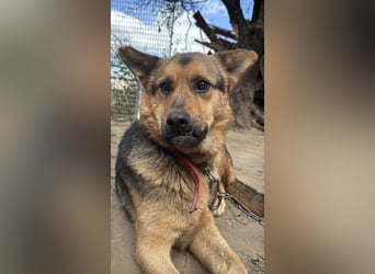 Berci - eine bezaubernder Rüde sucht sein Glück