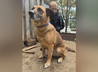 Amigo braucht eine Chance