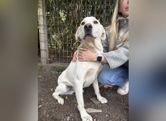 Szamóca sucht nach dir