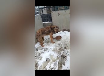 ⭐️MURMEL⭐️, toller Vierbeiner, Rüde, 1,5 Jahre, 50 cm, Mischling, Tierschutz Rumänien