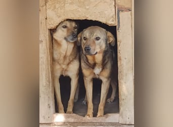 ⭐️SASHA⭐️ schüchterner Herzensbrecher, Rüde, 8 Jahre, 51 cm, Mischling, Tierschutz