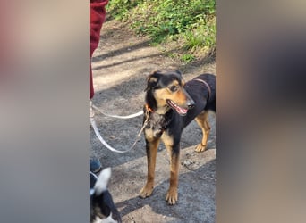 EDO, Küsschen-King, 1 Jahr, 57 cm, Mischling, Tierschutz Rumänien, Pflegestelle Hennef