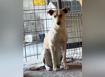 ⭐️HOPE⭐️, wurde Schlimmes angetan, Hündin, 3 Jahre, 55 cm, Mischling, Tierschutz Rumänien