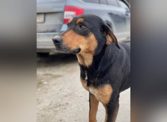 ⭐️ROCKET⭐️, absoluter Menschenfreund, Rüde, 8 Jahre, 55 cm, Mischling, Tierschutz Rumänien