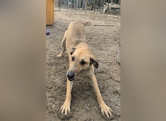 ⭐️KATHI⭐️, sportliche Hündin, 7,5 Jahre, 55 cm, Mischling, Tierschutz Rumänien