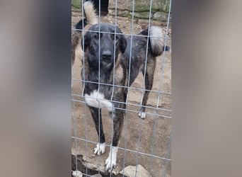 AVA, verspielte Frohnatur, 2 Jahre, 59 cm, Pflegestelle Kircheib, Tierschutz Rumänien