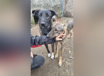 ⭐️AVA⭐️, toller Name, tolle Hündin, fast 2 Jahre, 52 cm, Mischling, Tierschutz