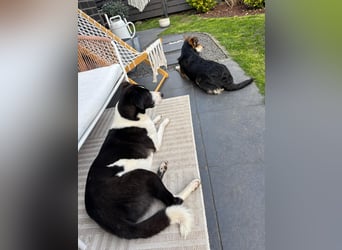 YAELA, superliebe Kuschelmaus, 2,5 Jahre, 52 cm, Mischling, Tierschutz, Pflegestelle Köln