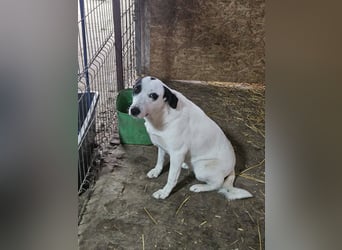 ⭐️GEORGIA⭐️, reizendes Hundemädchen, 2,5 Jahre, 52cm, Mischling, Tierschutz Rumänien