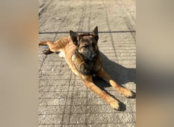 ⭐️TIRANA⭐️, Malinois-Mischling, Hündin, 8 Monate, 54 cm, Mischling, Tierschutz Rumänien