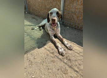 ⭐️Eliah⭐️, schaut das Video auf unserer HP! Rüde, 4 Jahre, 48 cm, Tierschutz, in Deutschland