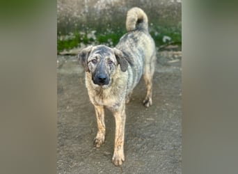 HELEN, schüchternes Notfell, 1 Jahr, 53 cm, Herdenschutz-Mischling, Tierschutz Rumänien