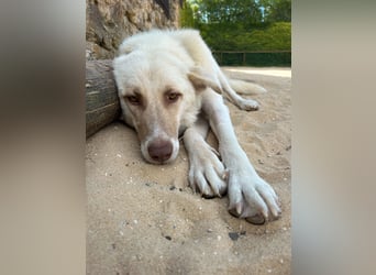 Sanfte Areia wartet auf unserem Tierschutzhof in Portugal auf dich!