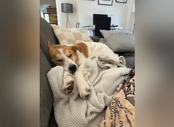 Mogli, der kleine Frechdachs