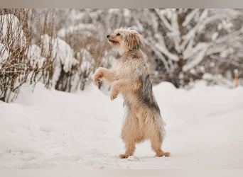 Kleiner Clown Benny sucht seine Menschen