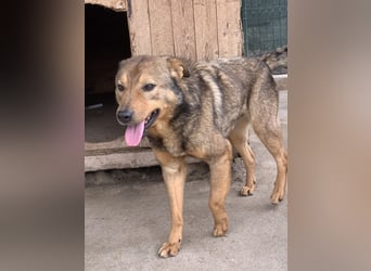 ⭐️SASHA⭐️ schüchterner Herzensbrecher, Rüde, 8 Jahre, 51 cm, Mischling, Tierschutz