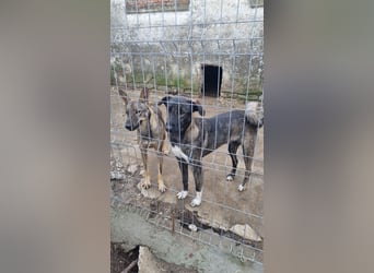 ⭐️AVA⭐️, toller Name, tolle Hündin, fast 2 Jahre, 52 cm, Mischling, Tierschutz