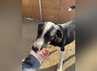 ⭐️YAFFA⭐️, verspielte Hündin, 2 Jahre, 50 cm, Mischling, Tierschutz