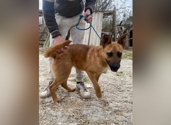Eda sucht Abenteuer-Buddy