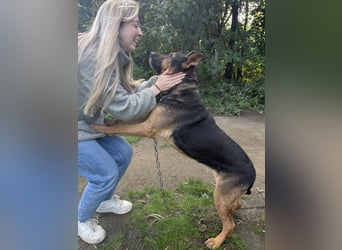 Rexi - Darf ich noch einmal ankommen dürfen?