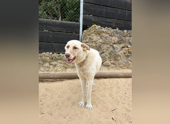 Sanfte Areia wartet auf unserem Tierschutzhof in Portugal auf dich!