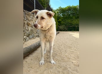 Sanfte Areia wartet auf unserem Tierschutzhof in Portugal auf dich!