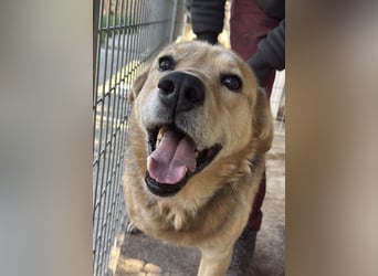 Jago hat ein großes Herz