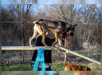 Malinoix Mix Angie lebt bei einer Tierärztin in Bulgarien