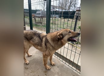 ⭐️SINA⭐️, reizende Tratschtante, Hündin, 8 Jahre, 53 cm, Mischling, Tierschutz