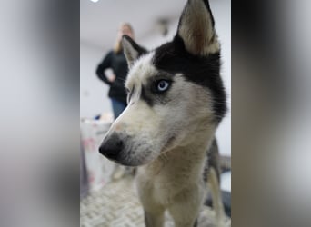 ⭐️DAENERYS⭐️, bezaubernde Huskyhündin, 1 Jahr, 54 cm, Tierschutz Rumänien