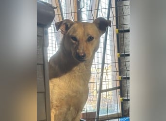⭐️HOPE⭐️, wurde Schlimmes angetan, Hündin, 3 Jahre, 55 cm, Mischling, Tierschutz Rumänien