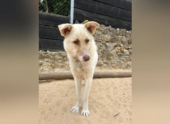 Sanfte Areia wartet auf unserem Tierschutzhof in Portugal auf dich!