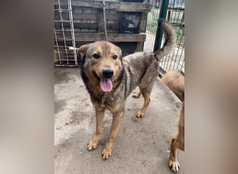 ⭐️SASHA⭐️ schüchterner Herzensbrecher, Rüde, 8 Jahre, 51 cm, Mischling, Tierschutz