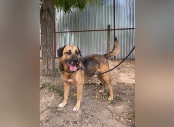 Gunvald möchte endlich dazugehören