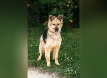 Tolle Larissa sucht liebevolles Zuhause