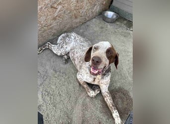 ⭐️Eliah⭐️, schaut das Video auf unserer HP! Rüde, 4 Jahre, 48 cm, Tierschutz, in Deutschland