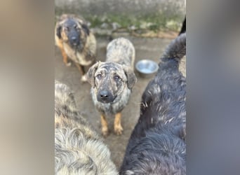 HELEN, schüchternes Notfell, 10 Monate, 53 cm, Herdenschutz-Mix, Tierschutz Rumänien