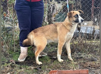 Shirley träumt von einem Zuhause