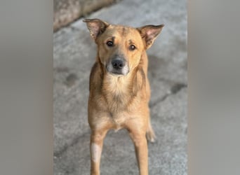 ⭐️FEIVEL⭐️, Rüde, 4,5 Jahre, 46 cm, Mischling, Tierschutz