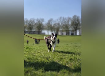 YAELA, superliebe Kuschelmaus, 2,5 Jahre, 52 cm, Mischling, Tierschutz, Pflegestelle Köln
