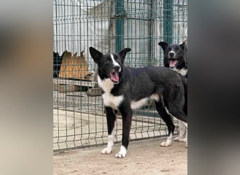 ⭐️CODI⭐️, Rüde, 7,5 Jahre, 54 cm, Mischling, Tierschutz