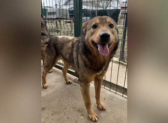 ⭐️SASHA⭐️ schüchterner Herzensbrecher, Rüde, 8 Jahre, 51 cm, Mischling, Tierschutz