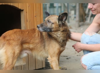 STEVE, charakterstarker Rüde, 9,5 Jahre, 53 cm, Mischling, Tierschutz Rumänien