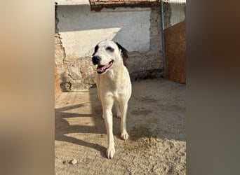 ⭐️GEORGIA⭐️, reizendes Hundemädchen, 2,5 Jahre, 52cm, Mischling, Tierschutz Rumänien