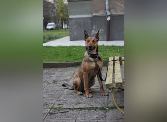 Malinoix Mix Angie lebt bei einer Tierärztin in Bulgarien