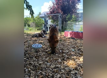 Jungspund Clark auf PS in Weitramsdorf sucht seine Hundemenschen
