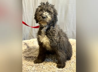 Cézi möchte so gerne dazugehören