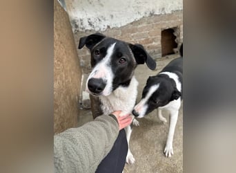 ⭐️YADE⭐️, Kuschelkönigin, 2,5 Jahre, 56 cm, Mischling, Tierschutz Rumänien