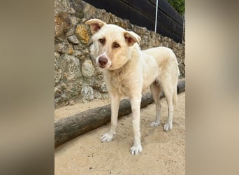 Sanfte Areia wartet auf unserem Tierschutzhof in Portugal auf dich!